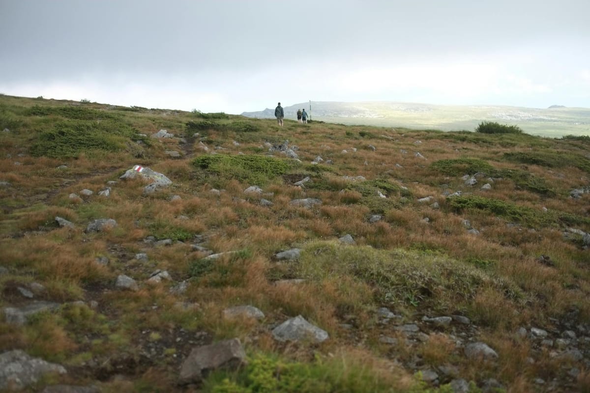 Gróðurflutningar úr Traðarreit vestri