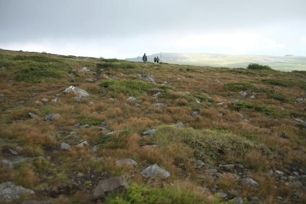 Gróðurflutningar úr Traðarreit vestri